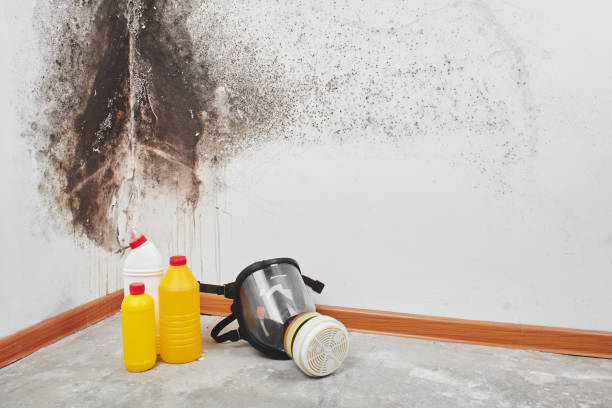 Best Mold Remediation for Specific Building Types in Badieville, LA