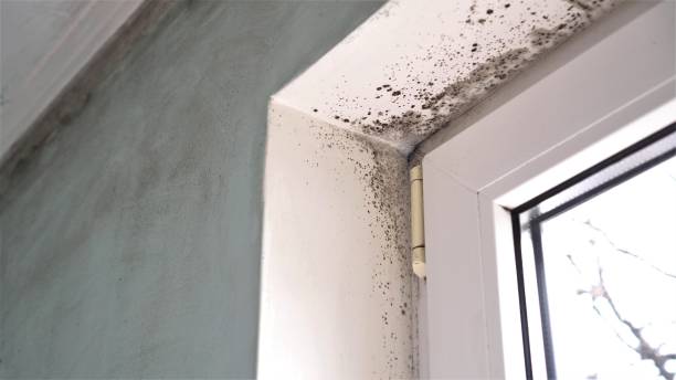 Best Mold Testing and Inspection Services in Badieville, LA