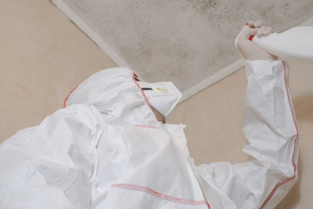 Best Post-Flood Mold Remediation in Badieville, LA
