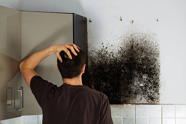 Best Residential Mold Remediation in Badieville, LA
