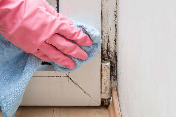 Best Bathroom Mold Remediation in Badieville, LA
