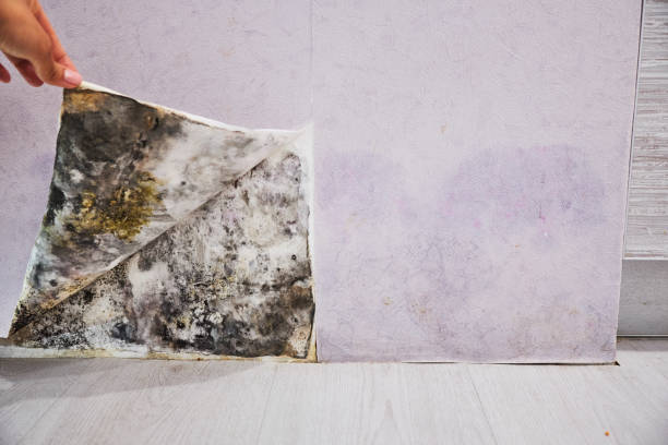 Best Emergency Mold Remediation in Badieville, LA